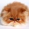 Cat H.